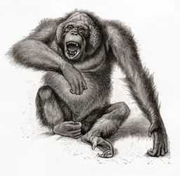 Un orango del Borneo, Pongo pygmaeus, anche scritto orang-utan, orangutang, o orang-utang. Da Meyers Lexicon, pubblicato nel 1924