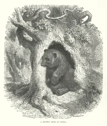 Un orso bruno a casa (incisione)