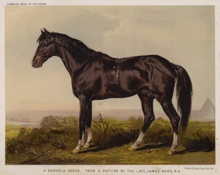 Un cavallo Dongola (litografia a colori)