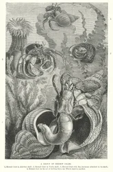 Gruppo di granchi eremiti (incisione)