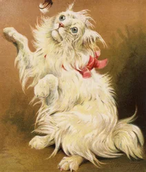 Un gatto persiano