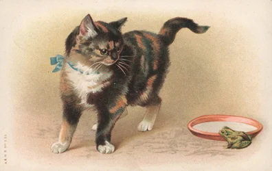 Un gatto che osserva una rana
