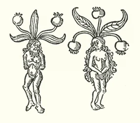 Una coppia di mandragore da una vecchia xilografia