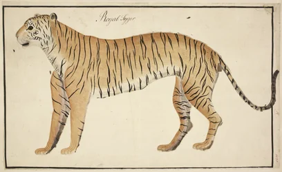 Una tigre reale dalla collezione del Serfagee di Tanjore