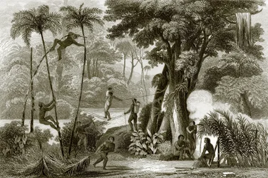 Una scena nella foresta brasiliana