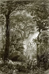 Una scena nella foresta brasiliana