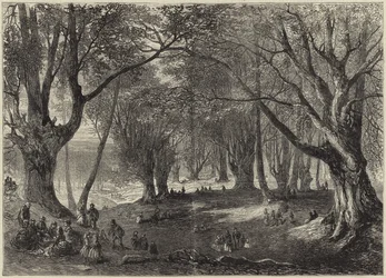 Una vista nella foresta di Epping
