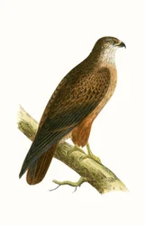 Poiana africana, illustrazione da 