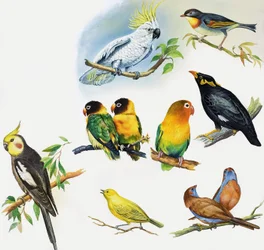 Tutti i tipi di uccelli domestici