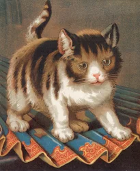 Un gatto ambizioso
