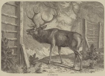 Un cervo con le corna (incisione)
