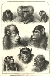 Ancestry secondo Darwin