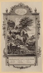 Animali del Capo di Buona Speranza