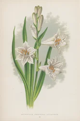 Anthericum, Paradisia Liliastrum