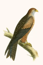 Nibbio Arabo, illustrazione da 