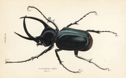 Scarabeo Atlante, Chalcosoma atlas (Scarabaeus atlas)