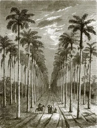 Viale di palme che conduce a una residenza a Cuba