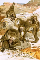 Babbuini
