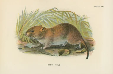 Arvicola rossastra