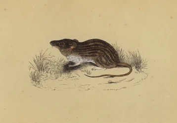 Topo di Barberia