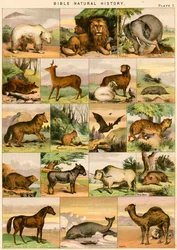 Storia naturale della Bibbia