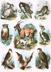 Illustrazioni bibliche