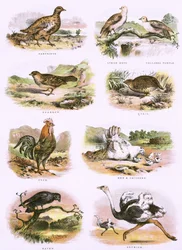Storia naturale biblica