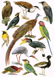 Uccelli