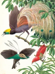 Uccelli del Paradiso