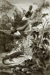 Uccelli, rettili e vegetazione