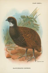 Pernice dal petto nero