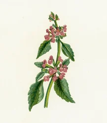 Ballota nera