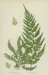 Milza nera, milza di roccia liscia