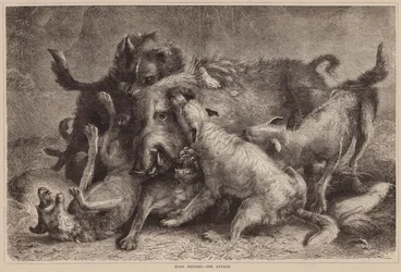 Caccia al cinghiale, l