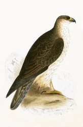 Aquila di Bonelli, illustrazione da 