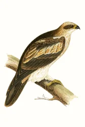 Aquila minore, illustrazione da 