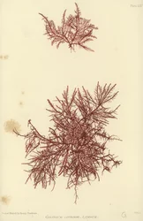 Alghe Marine Britanniche (stampa naturale)