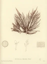 Alghe Marine Britanniche (stampa naturale)