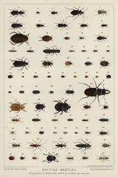 Coleotteri britannici