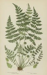 Felce vescica fragile