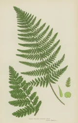 Felce dentata spinosa larga