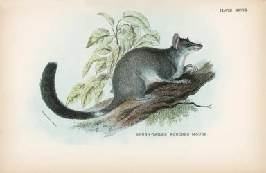 Topo marsupiale dalla coda a spazzola
