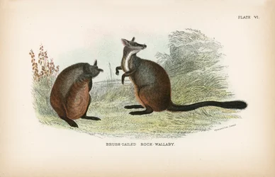 Wallaby dalla coda a spazzola