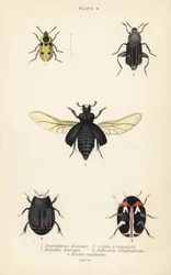 Scarabeo seppellitore, Nicrophorus humator 1, scarabei necrofagi, Necrodes littoralis 2, Dendroxena quadrimaculata 3, scarabeo dei tappeti, Anthrenus scrophulariae 4, e Hister quadrimaculatus var