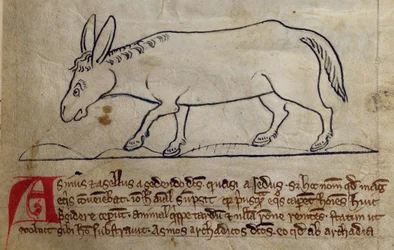 CCA-LitMs/D/10 fol. 10r Asino, dal Bestiario