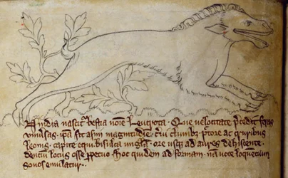 Leucrota, dal Bestiario