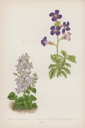 Campanula Muralis; Aubrietia Deltoidea B Grandiflora (litografia a colori)