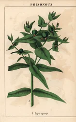 Euforbia con semi verdi, Euphorbia lathyris, da 