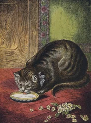 Gatto che beve latte
