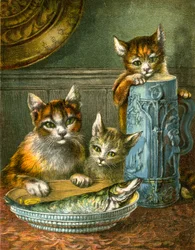 Gatti, non toccare